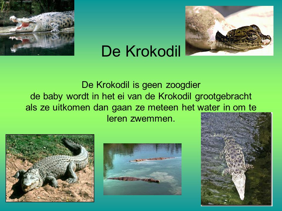 De Krokodil De Krokodil is geen zoogdier de baby wordt in het ei van de Krokodil grootgebracht als ze uitkomen dan gaan ze meteen het water in om te leren zwemmen.