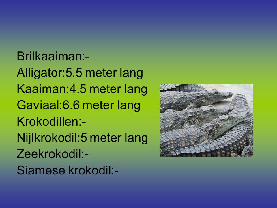 Brilkaaiman:- Alligator:5.5 meter lang. Kaaiman:4.5 meter lang. Gaviaal:6.6 meter lang. Krokodillen:-