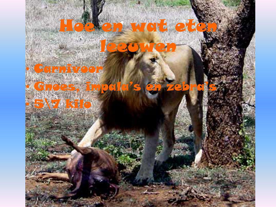 Hoe en wat eten leeuwen Carnivoor Gnoes, impala’s en zebra’s 5\7 kilo