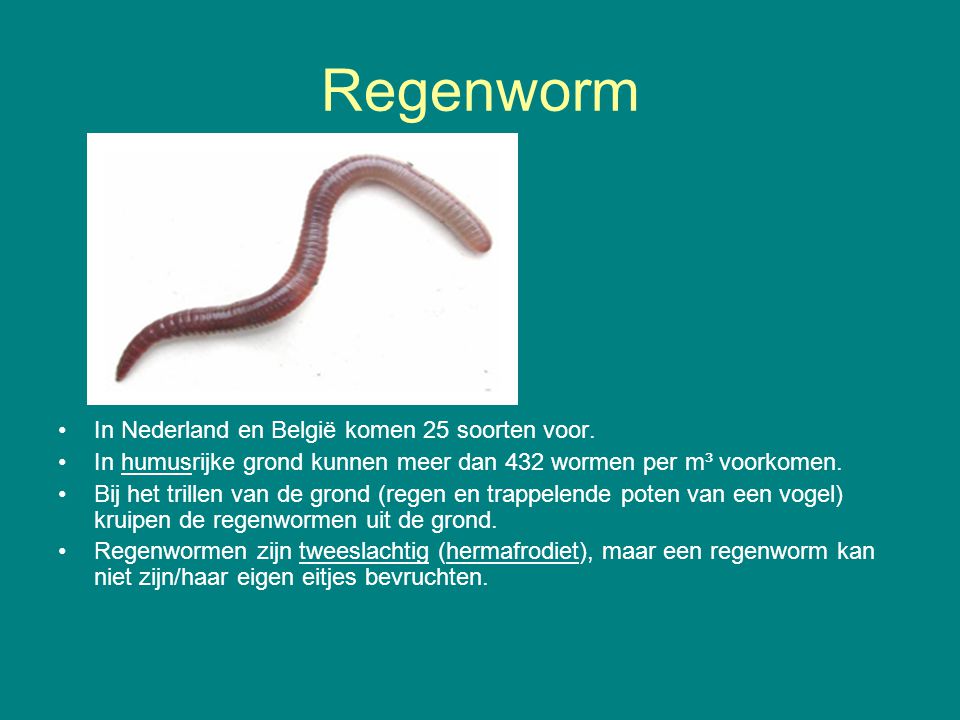 Regenworm In Nederland en België komen 25 soorten voor.