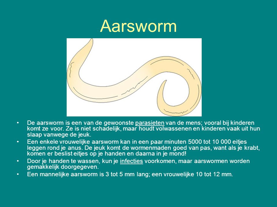 Aarsworm