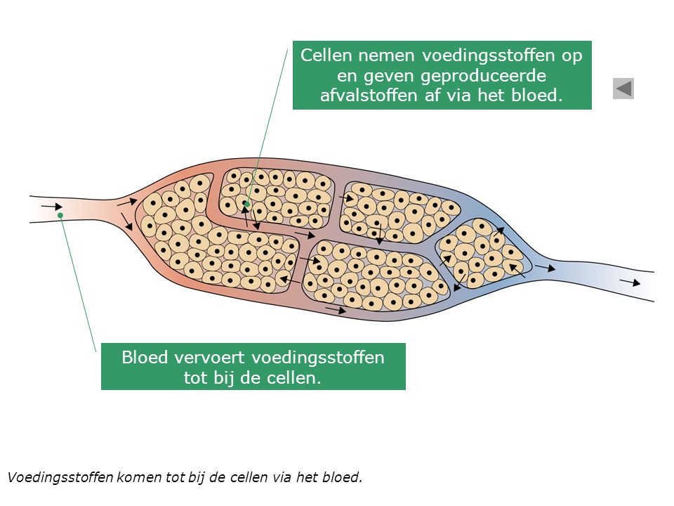 Bloed vervoert voedingsstoffen tot bij de cellen.