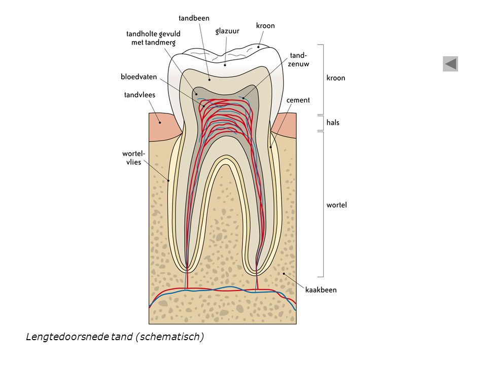 Lengtedoorsnede tand (schematisch)