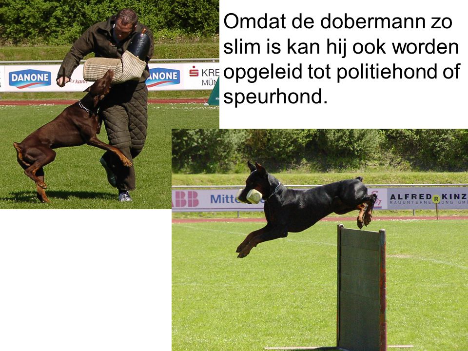Omdat de dobermann zo slim is kan hij ook worden opgeleid tot politiehond of speurhond.