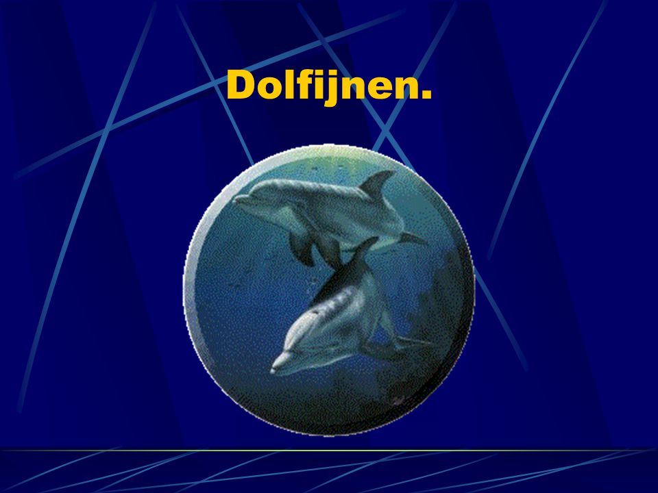 Dolfijnen.