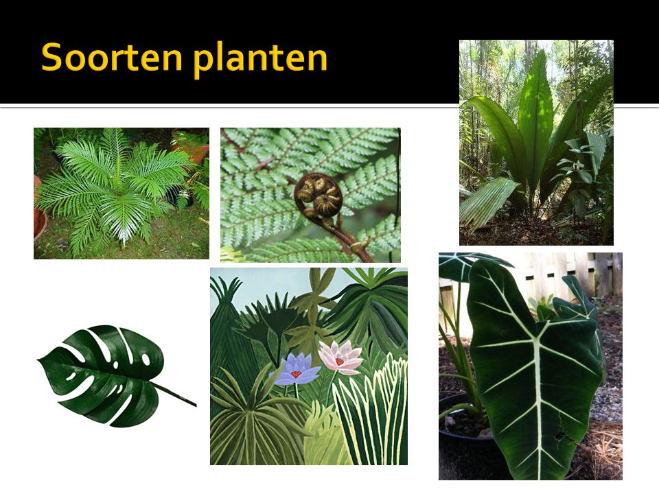 Soorten planten