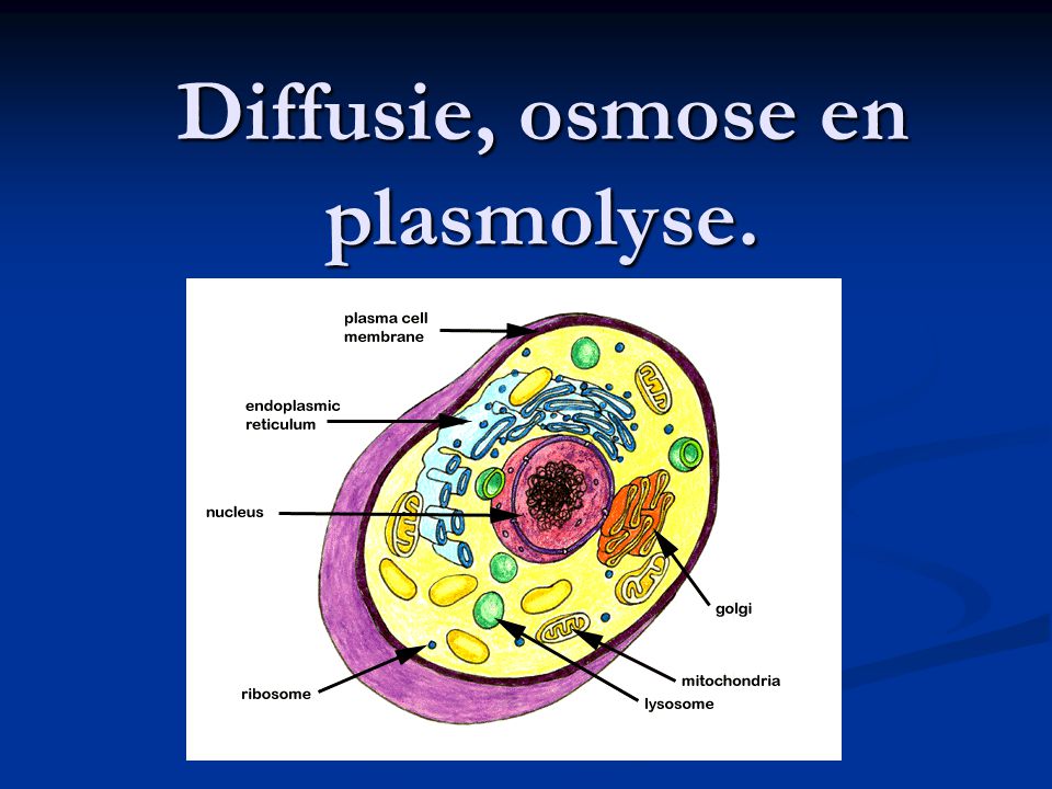 Diffusie, osmose en plasmolyse.