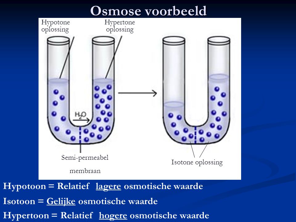 Osmose voorbeeld Hypotoon = Relatief lagere osmotische waarde