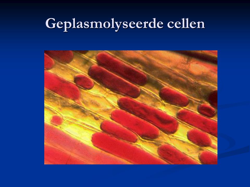 Geplasmolyseerde cellen