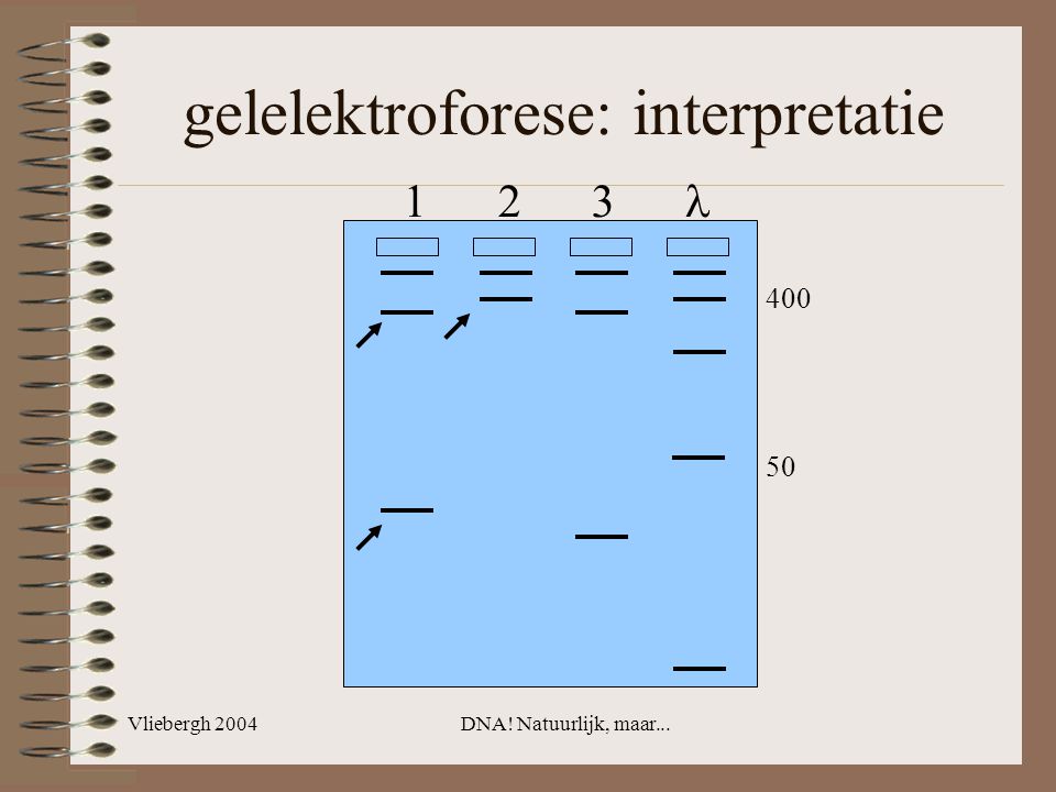 gelelektroforese: interpretatie