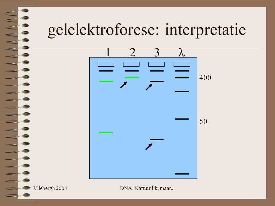 gelelektroforese: interpretatie