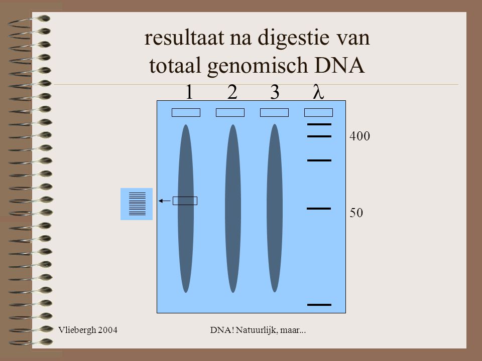 resultaat na digestie van totaal genomisch DNA