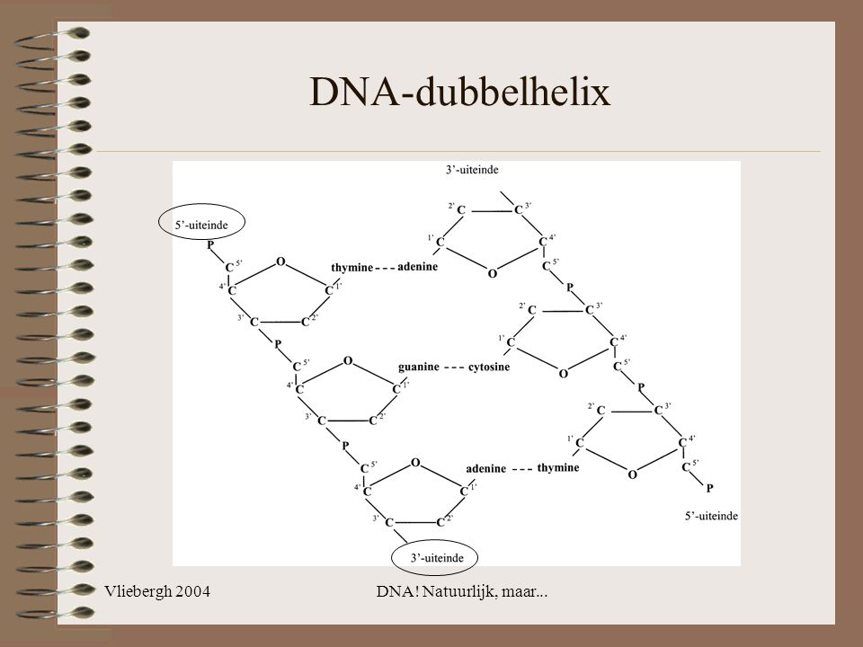 DNA-dubbelhelix Vliebergh 2004 DNA! Natuurlijk, maar...