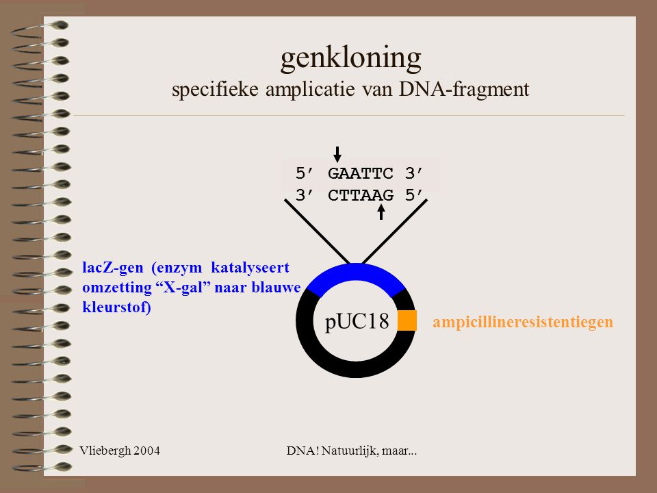 genkloning specifieke amplicatie van DNA-fragment
