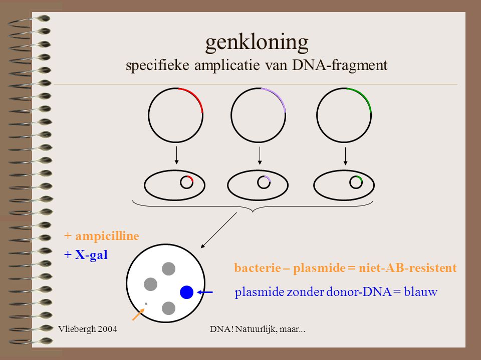 genkloning specifieke amplicatie van DNA-fragment