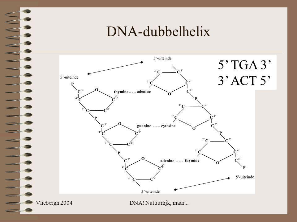DNA-dubbelhelix 5’ TGA 3’ 3’ ACT 5’ Vliebergh 2004