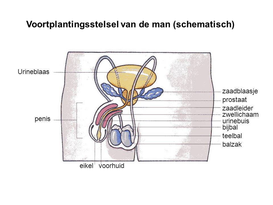 Voortplantingsstelsel van de man (schematisch)