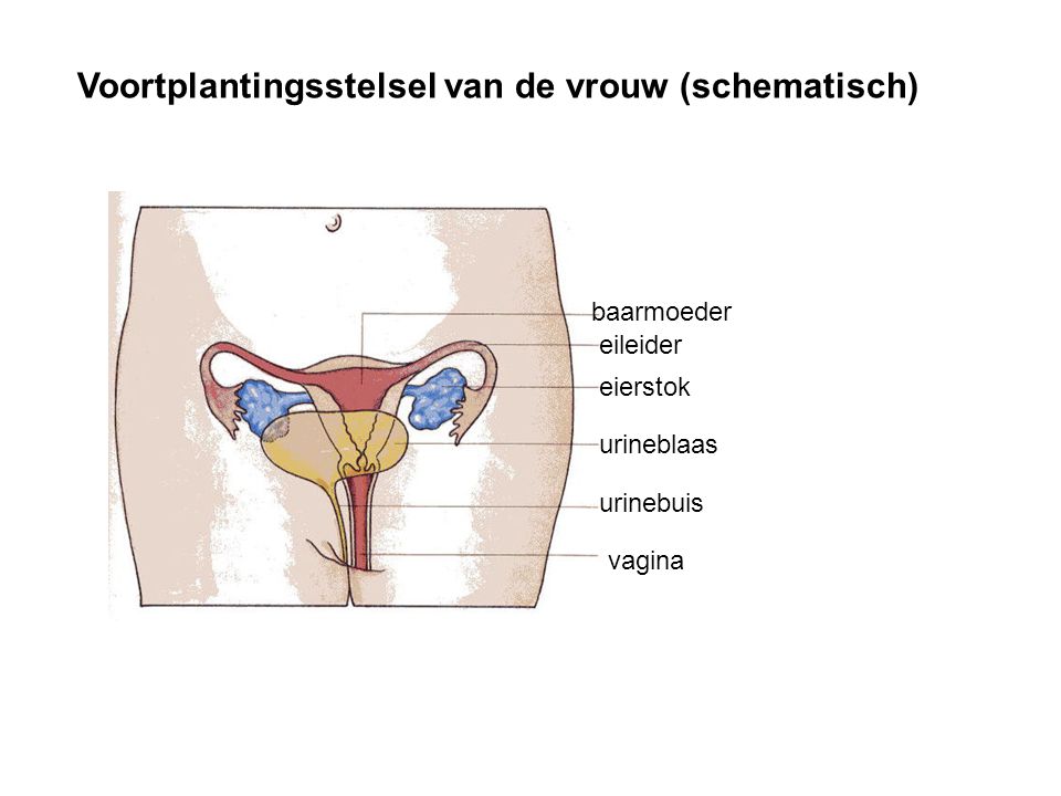 Voortplantingsstelsel van de vrouw (schematisch)