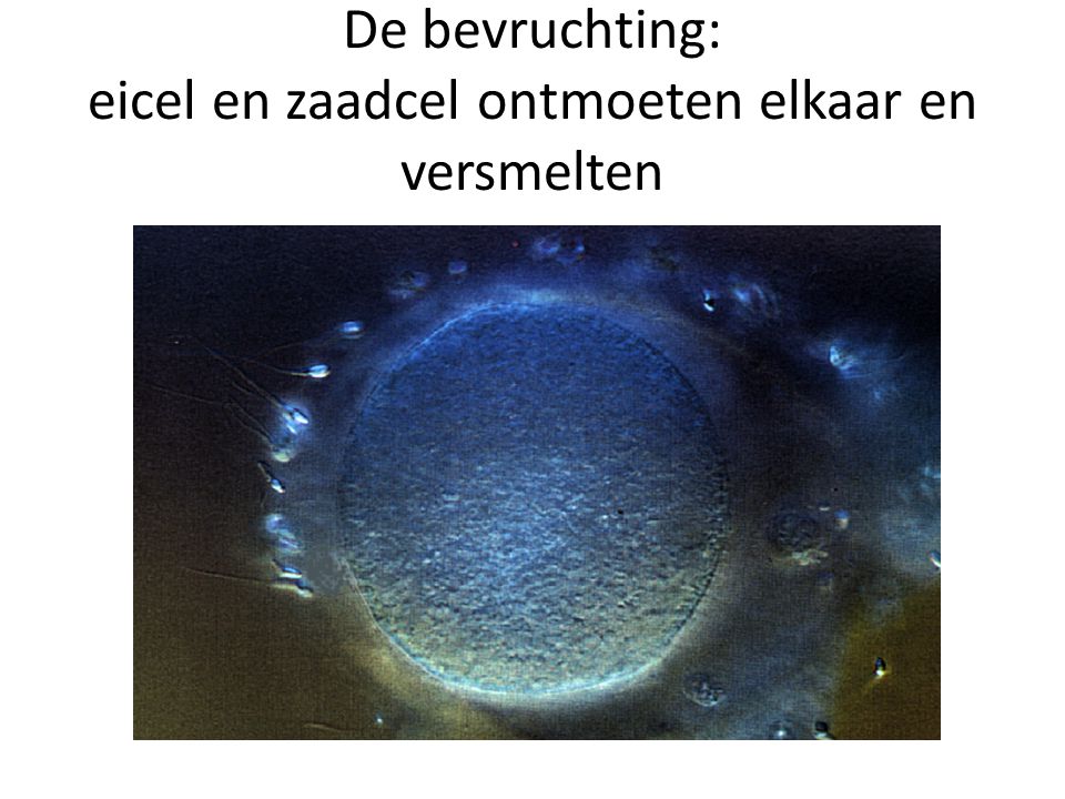 De bevruchting: eicel en zaadcel ontmoeten elkaar en versmelten