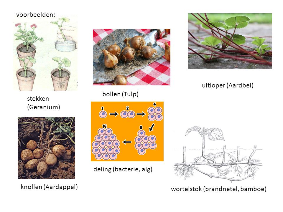 voorbeelden: uitloper (Aardbei) bollen (Tulp) stekken (Geranium) deling (bacterie, alg) knollen (Aardappel)