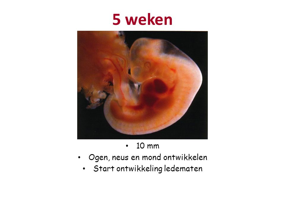 5 weken 10 mm Ogen, neus en mond ontwikkelen