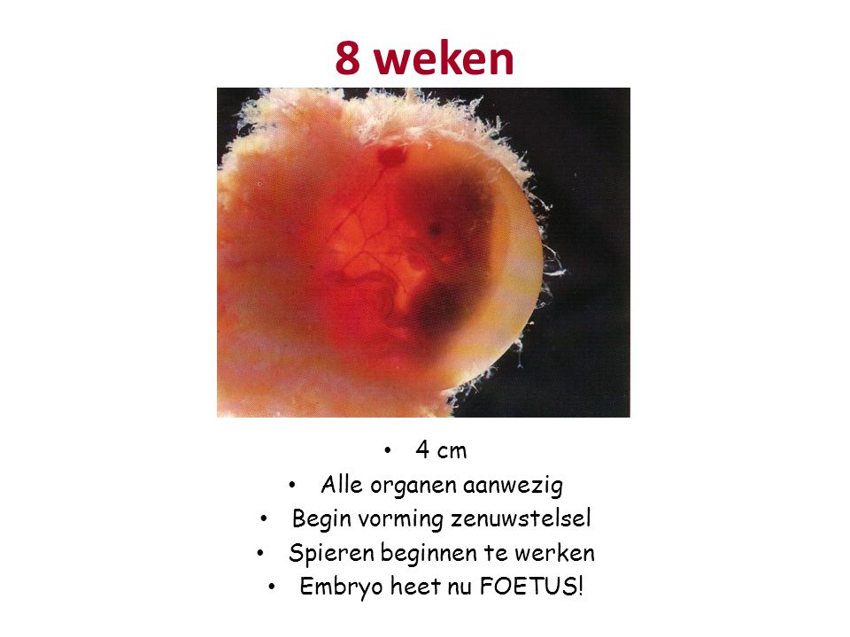8 weken 4 cm Alle organen aanwezig Begin vorming zenuwstelsel