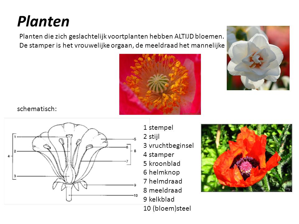 Planten Planten die zich geslachtelijk voortplanten hebben ALTIJD bloemen. De stamper is het vrouwelijke orgaan, de meeldraad het mannelijke.