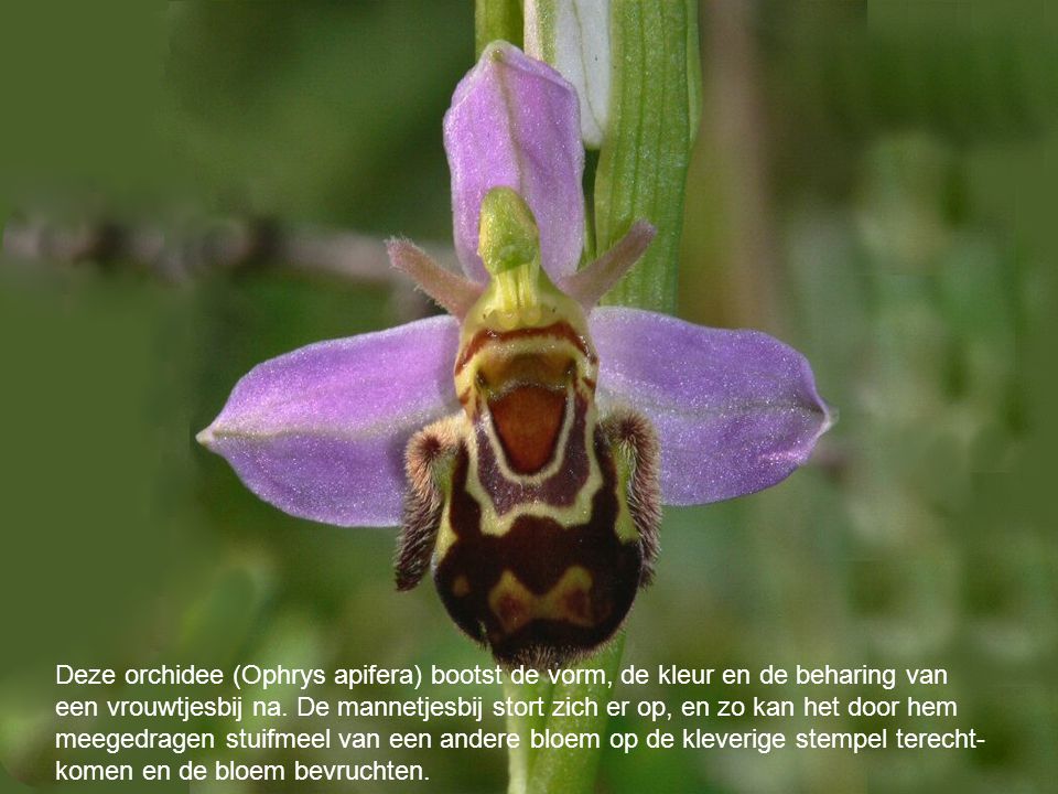 Deze orchidee (Ophrys apifera) bootst de vorm, de kleur en de beharing van