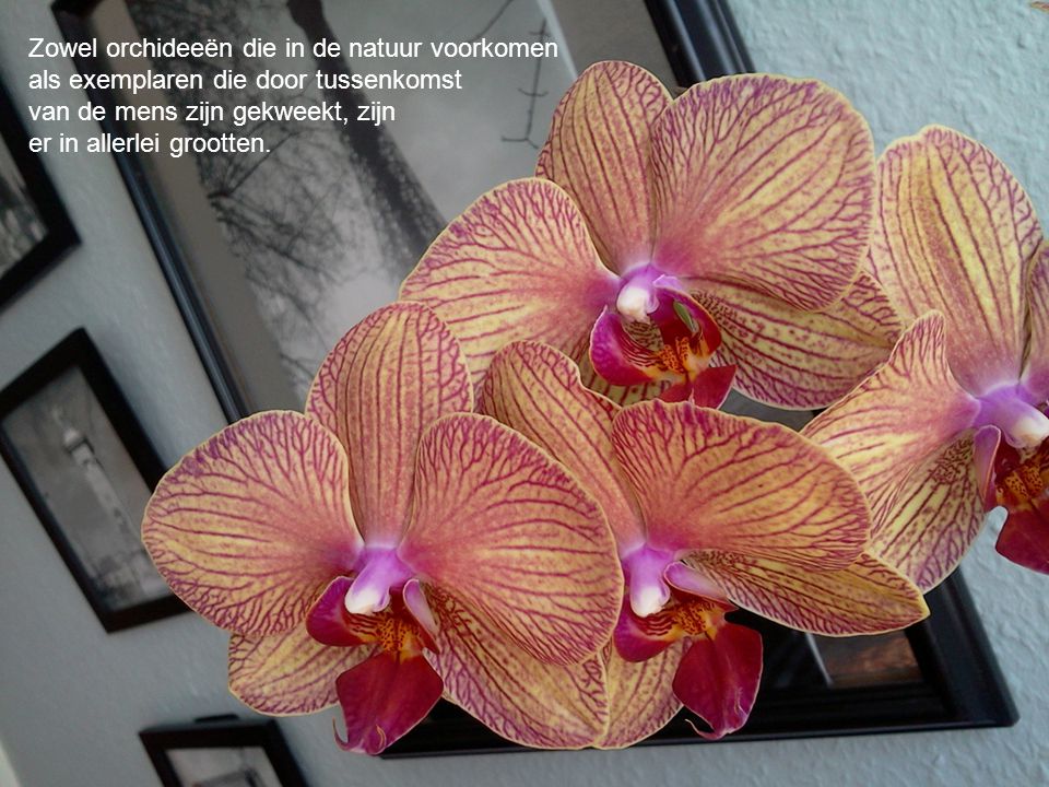 Zowel orchideeën die in de natuur voorkomen