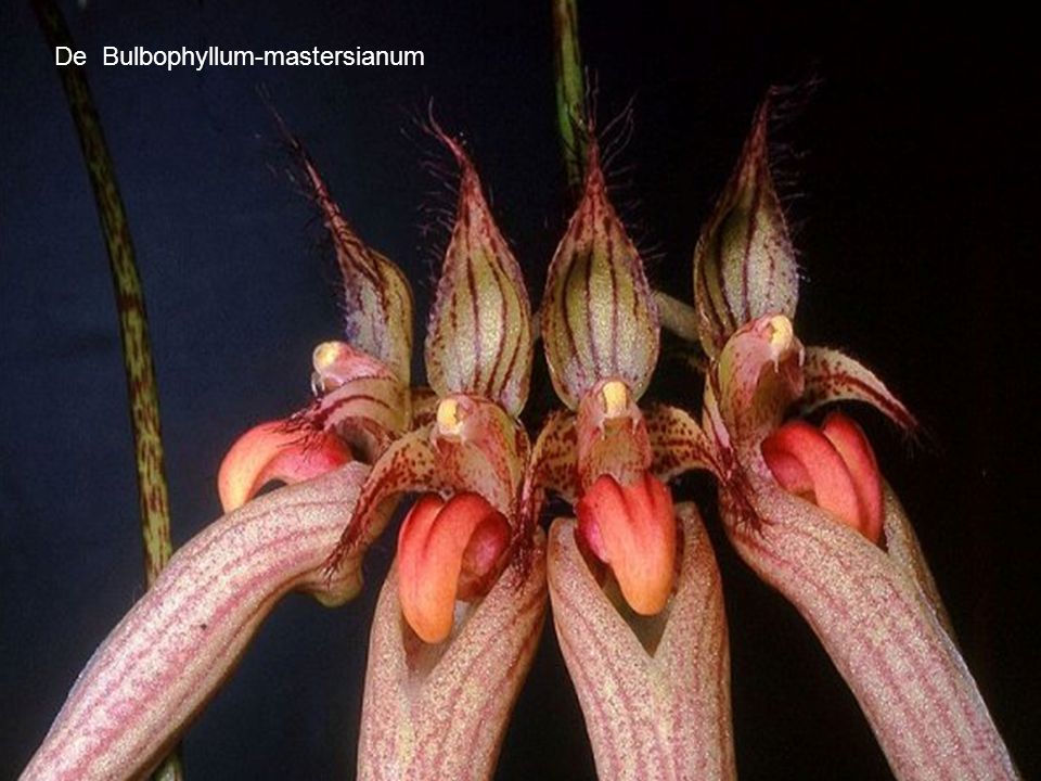 De Bulbophyllum-mastersianum