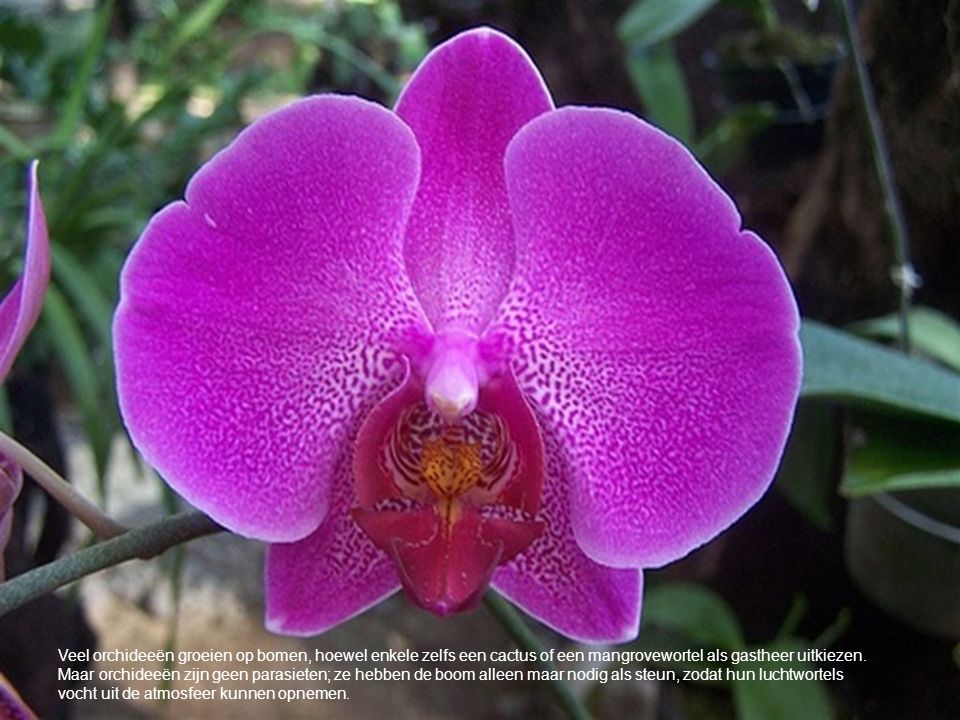 Veel orchideeën groeien op bomen, hoewel enkele zelfs een cactus of een mangrovewortel als gastheer uitkiezen.