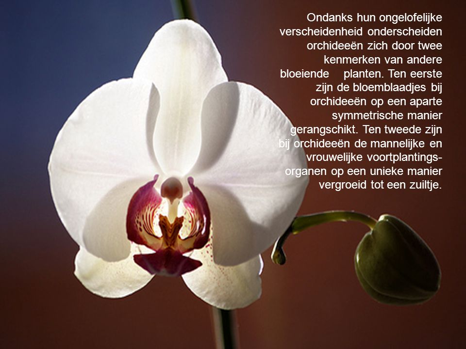 Ondanks hun ongelofelijke verscheidenheid onderscheiden orchideeën zich door twee kenmerken van andere bloeiende planten. Ten eerste zijn de bloemblaadjes bij orchideeën op een aparte symmetrische manier gerangschikt. Ten tweede zijn bij orchideeën de mannelijke en vrouwelijke voortplantings-organen op een unieke manier vergroeid tot een zuiltje.