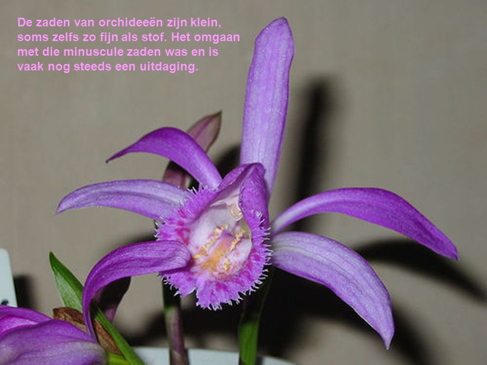 De zaden van orchideeën zijn klein, soms zelfs zo fijn als stof