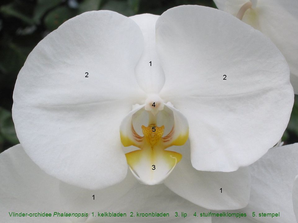 Vlinder-orchidee Phalaenopsis 1. kelkbladen 2. kroonbladen 3. lip 4