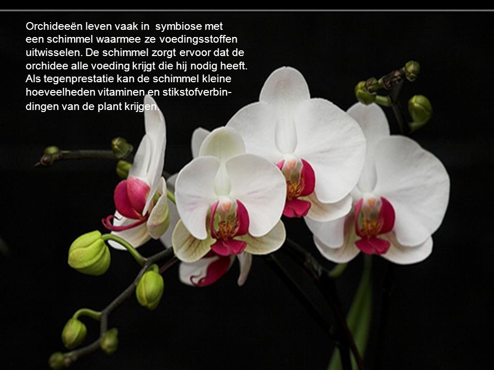 Orchideeën leven vaak in symbiose met een schimmel waarmee ze voedingsstoffen uitwisselen. De schimmel zorgt ervoor dat de orchidee alle voeding krijgt die hij nodig heeft. Als tegenprestatie kan de schimmel kleine hoeveelheden vitaminen en stikstofverbin-dingen van de plant krijgen.