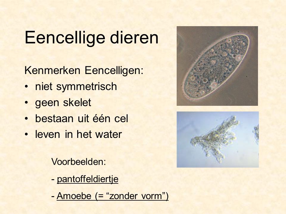 Eencellige dieren Kenmerken Eencelligen: niet symmetrisch geen skelet