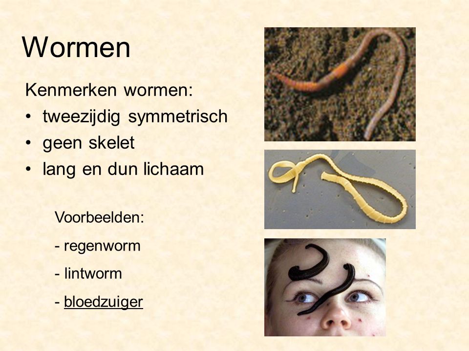 Wormen Kenmerken wormen: tweezijdig symmetrisch geen skelet