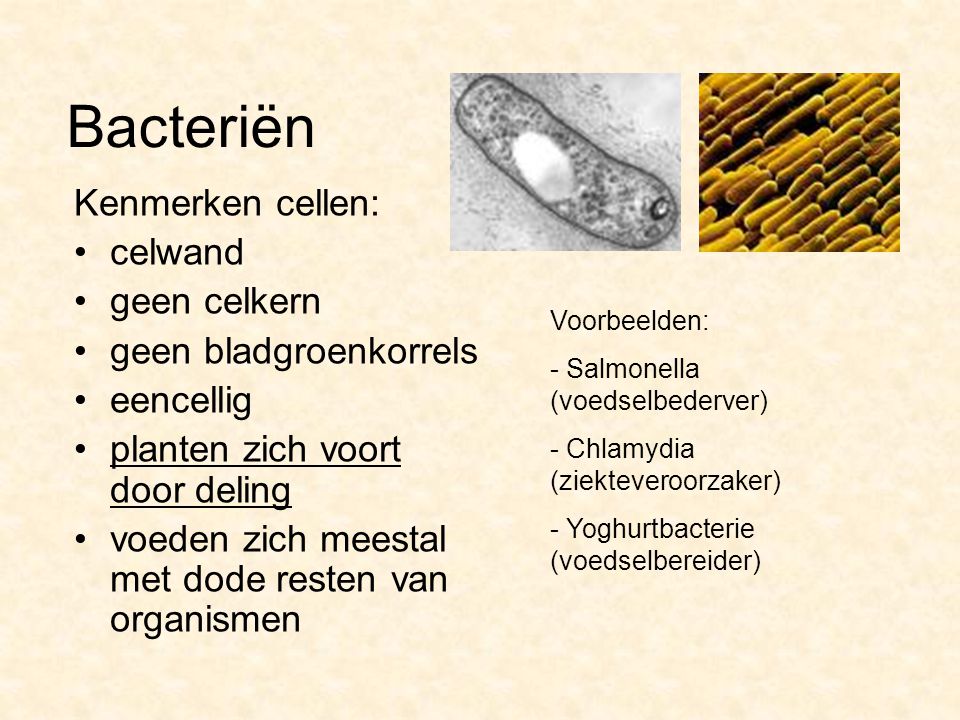 Bacteriën Kenmerken cellen: celwand geen celkern geen bladgroenkorrels