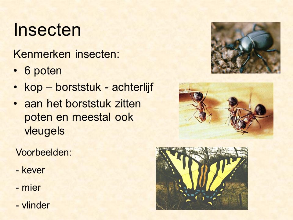 Insecten Kenmerken insecten: 6 poten kop – borststuk - achterlijf