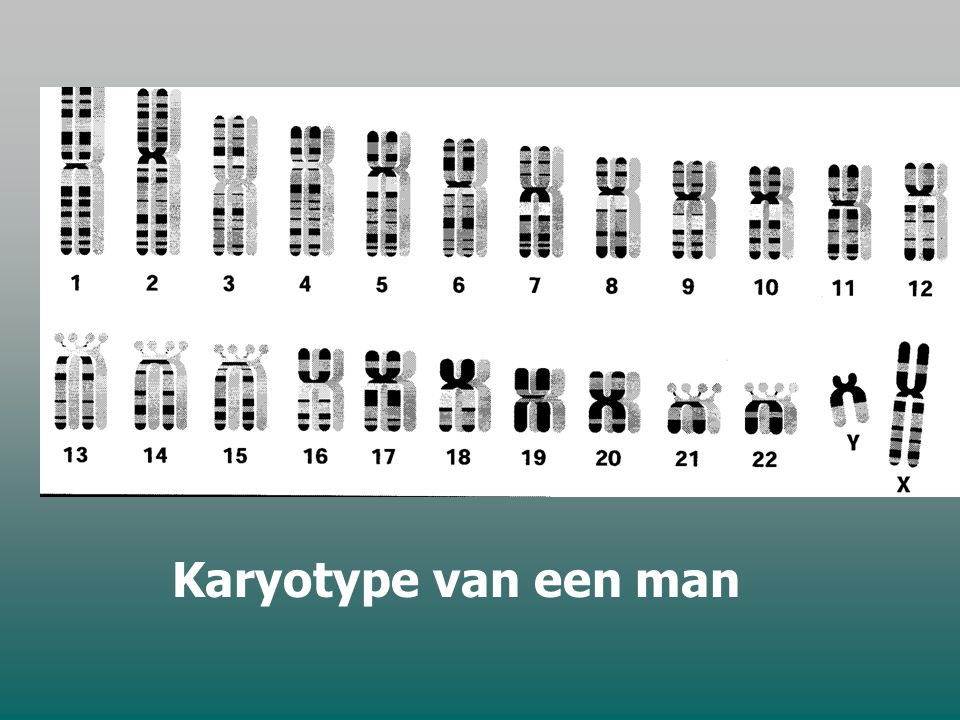 Karyotype van een man