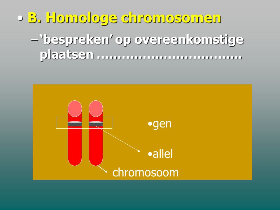 B. Homologe chromosomen