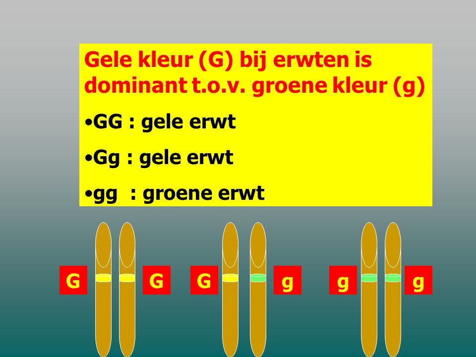 Gele kleur (G) bij erwten is dominant t.o.v. groene kleur (g)