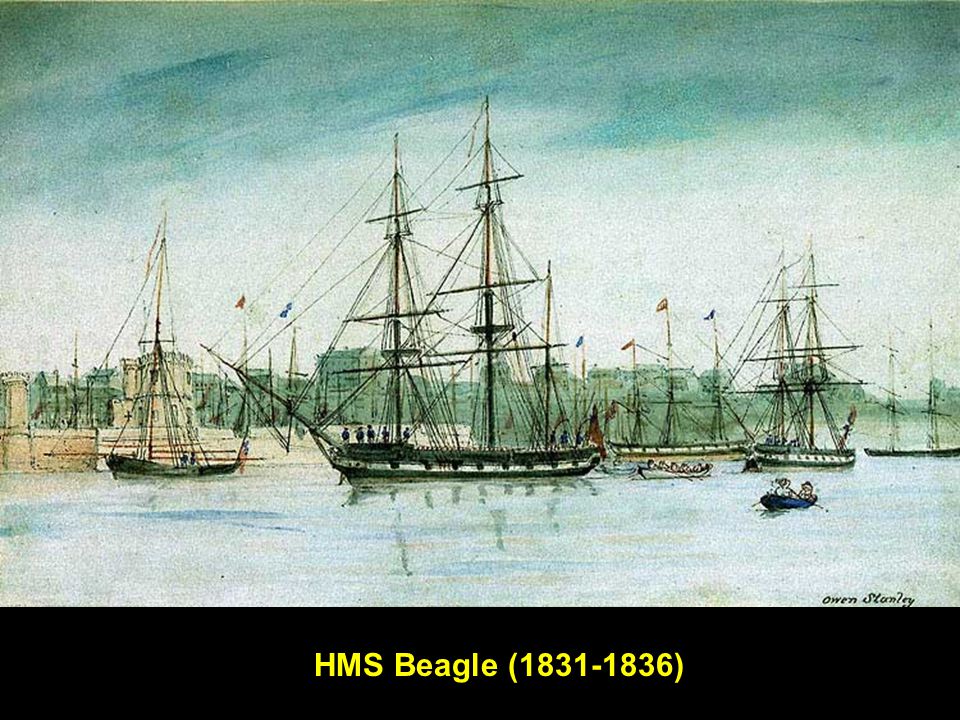 HMS Beagle ( )