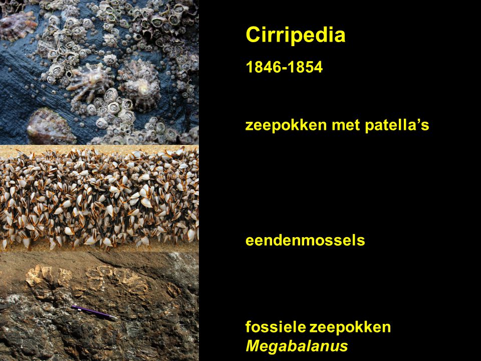 Cirripedia zeepokken met patella’s eendenmossels