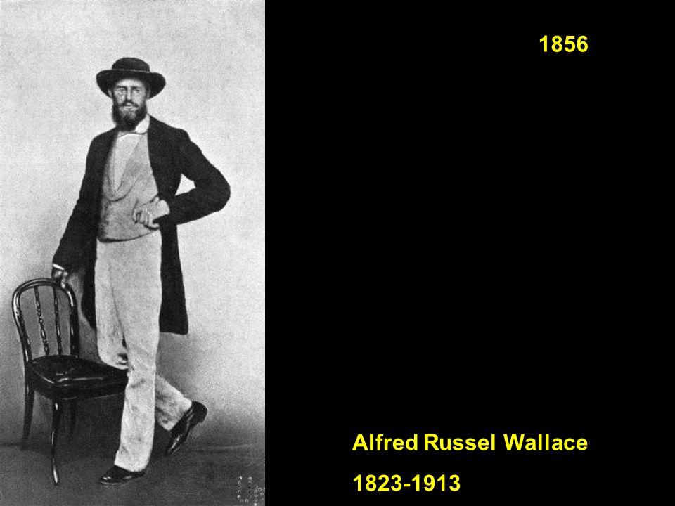 1856 Alfred Russel Wallace