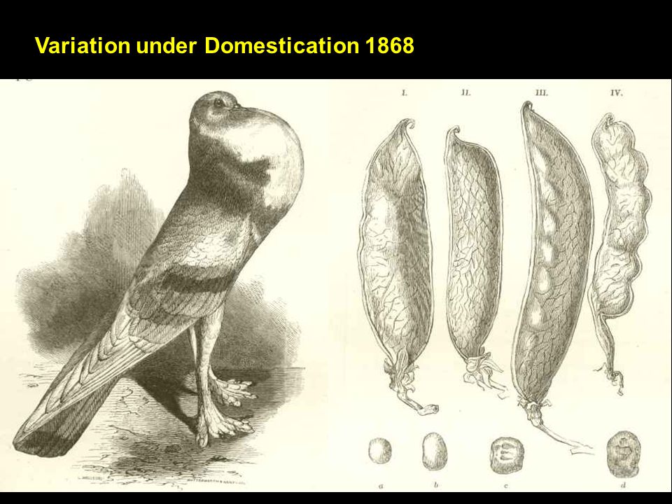 Variation under Domestication 1868