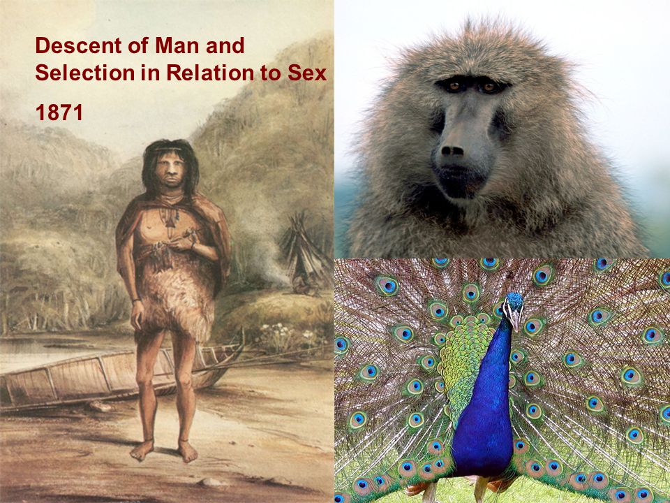 Descent of Man and Selection in Relation to Sex