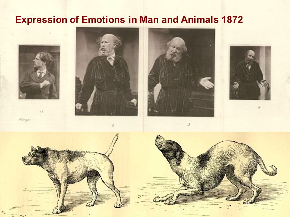 Expression of Emotions in Man and Animals 1872