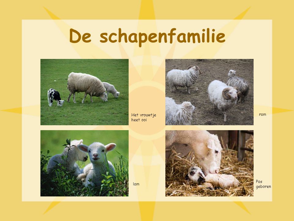 De schapenfamilie Het vrouwtje heet ooi ram Pas geboren lam