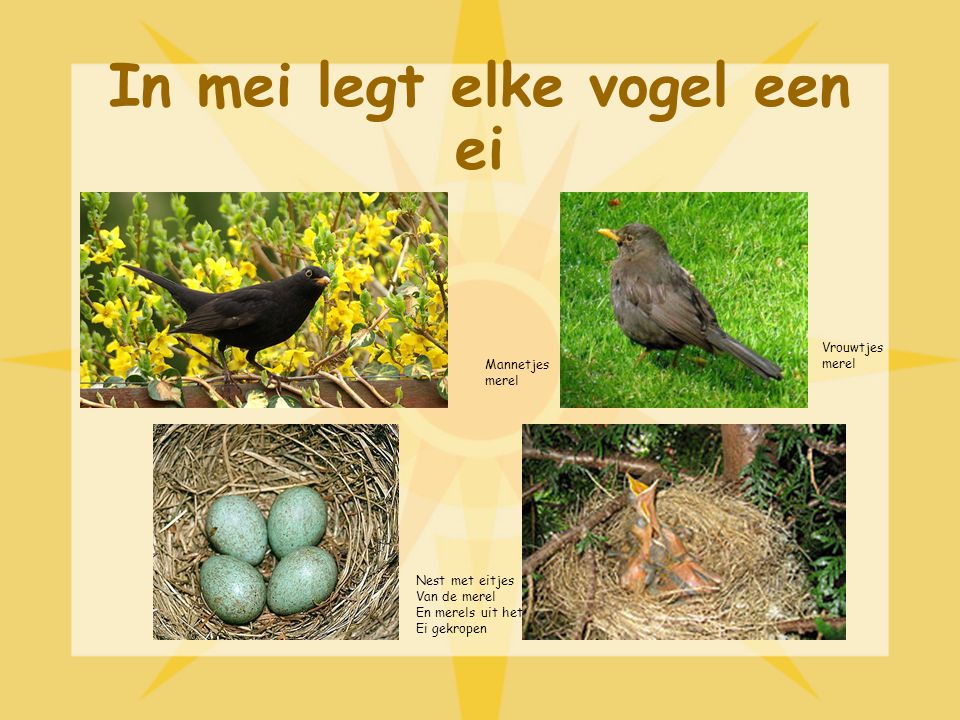 In mei legt elke vogel een ei